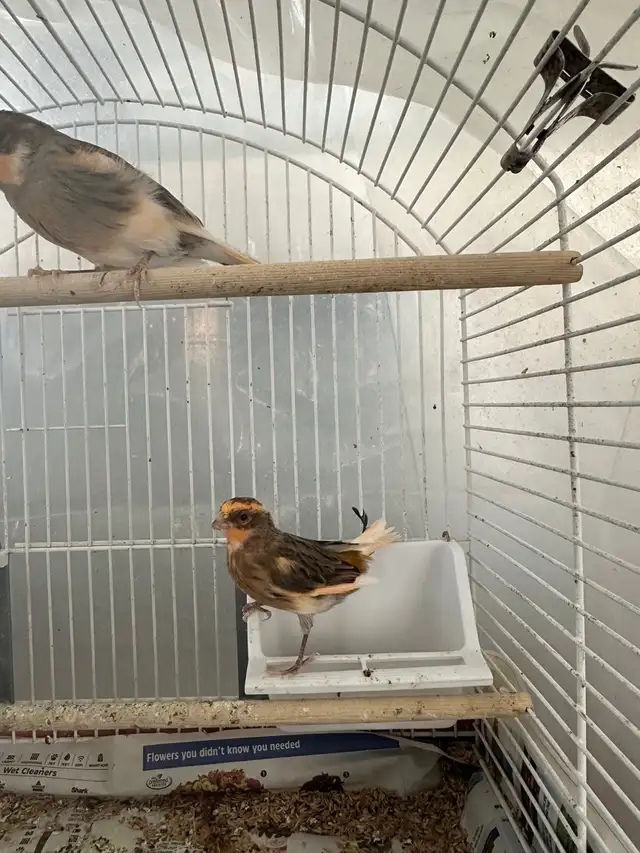 make canary’s  in Birds for Rehoming in Calgary - Image 2
