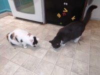 2 cats looking for a potential new home