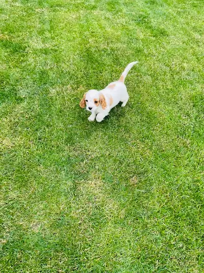 Cavalier King Charles! ONE MALE LEFT, View more