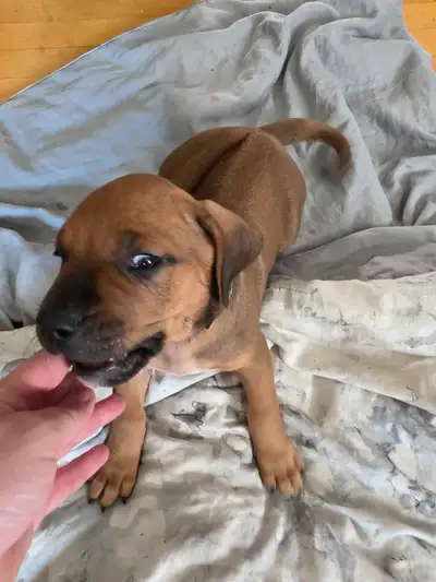 rhodesian ridgeback puppy, View more