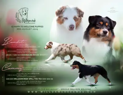 CKC Miniature American Shepherds , View more
