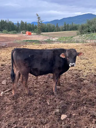 Braunvieh Jersey Bull , View more
