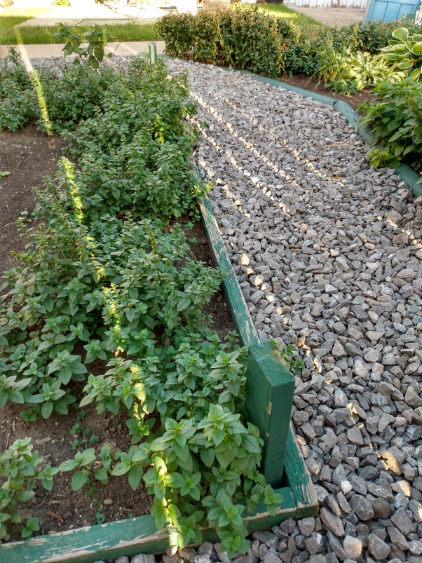 Free Organic Mint Plants Free Stuff Edmonton Kijiji