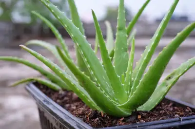 Aloe Plants, View more