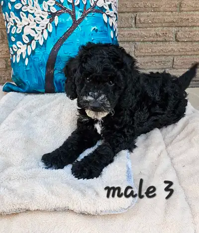 Cockapoo MALE pups, View more