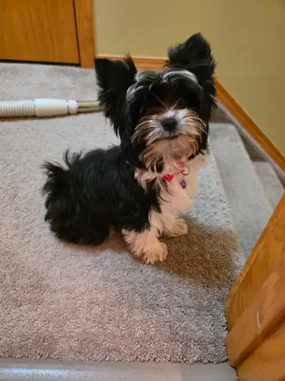 Biewer yorkie terrier, View more