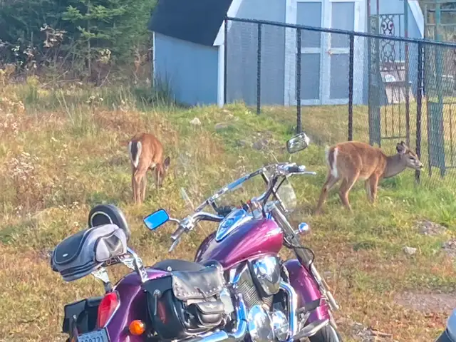 2005 Honda VTX 1300R in Street, Cruisers & Choppers in Cape Breton - Image 3