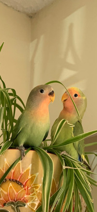 BABY LOVEBIRDS
