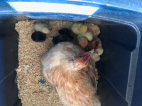 Incubator and caretaker with 10 cuties for sale!