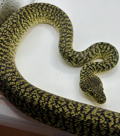 2023 female zebra granite carpet python , View more