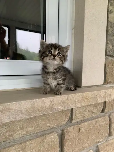 Chaton à vendre, View more