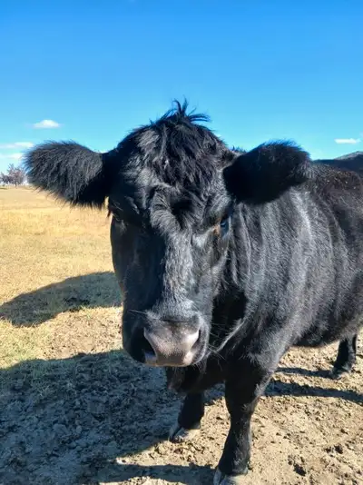 Black heifer calf about 1100 lbs Always been in the pasture no meds 4500$ obo