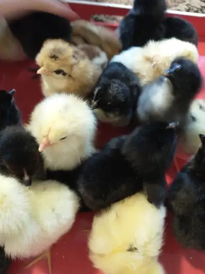 chicks multiple colours, View more