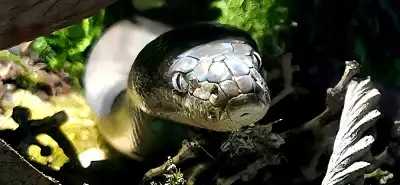 I have a 3yr old 7 foot Macklot female snake. Very friendly and playful. Very handleable and well te...