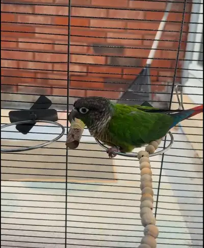 male green conure , View more