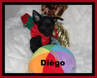 Chihuahua❤️Mâle mini❤️Protection100%.GarantieTop Qualité★★, View more