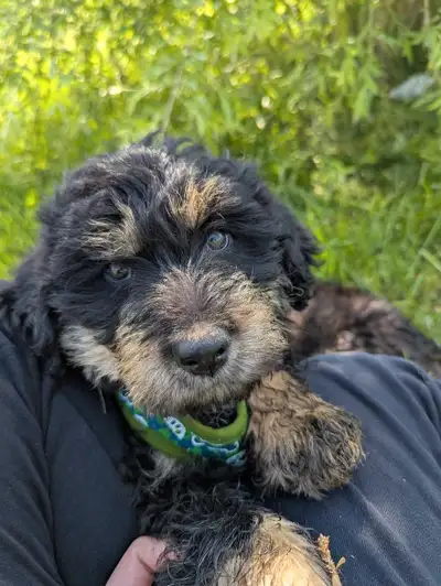 Adorable female puppies looking for their home!, View more
