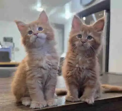 Maine Coon - 2 femelles - 2 males, View more
