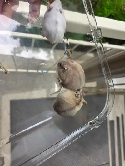 Dwarf Hamster for rehoming, View more