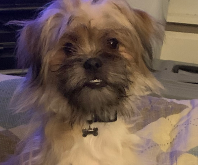 Adorable female shih tzu / pomeranian puppy for sale., View more