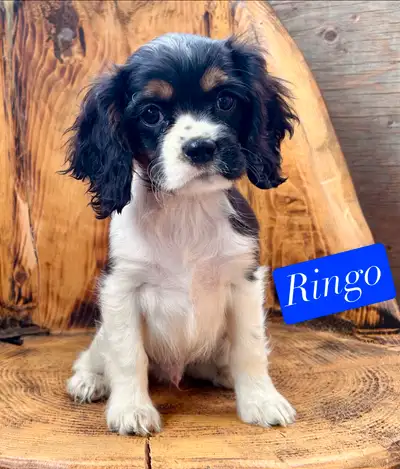 Cocker Spaniel Cavalier Babies , View more