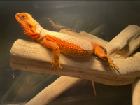RED TRANS BEARDED DRAGON