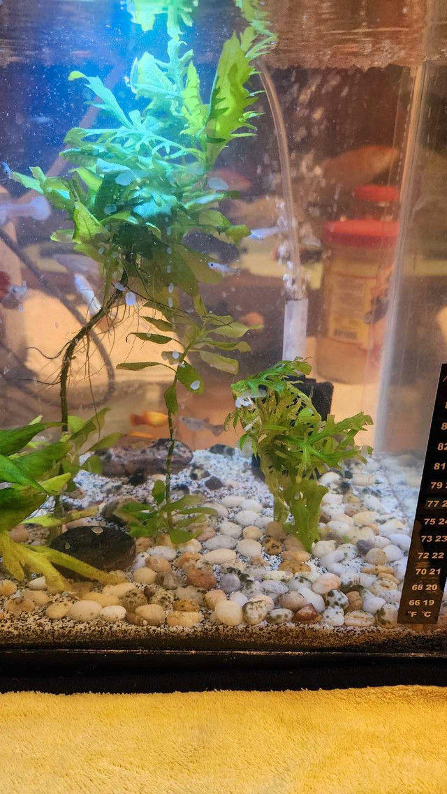 Guppy Bundle for Sale in Livestock in City of Toronto