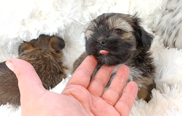 * 2 Left! * High Quality TINY Yorkie X Shih Tzu Puppies! in Dogs & Puppies for Rehoming in Hamilton - Image 3