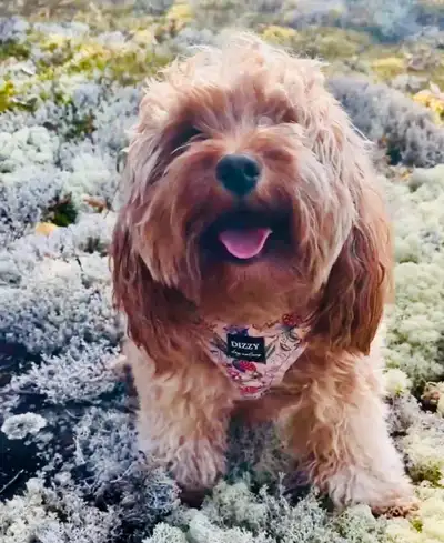 Cavapoo Puppies - Health Tested - Fox Reds!, View more
