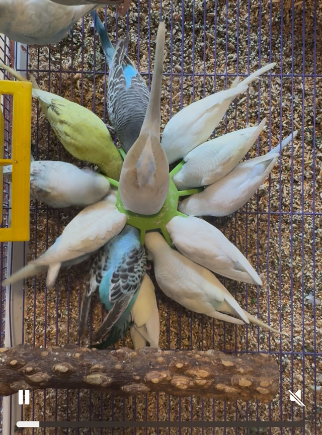 Tamed baby budgies❤️ in Birds for Rehoming in Abbotsford - Image 3