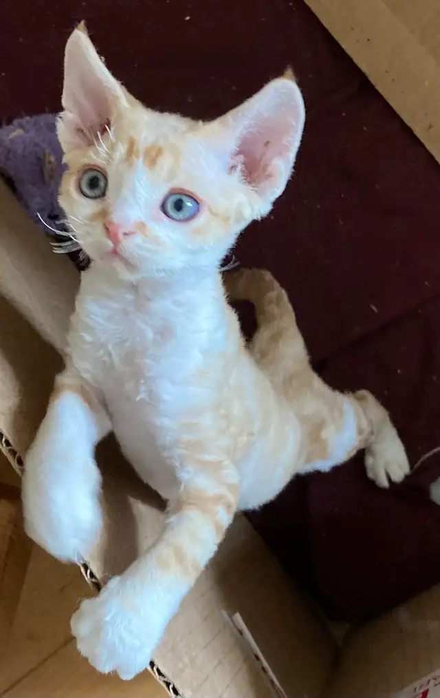 Devon Rex kittens in Cats & Kittens for Rehoming in Barrie - Image 3