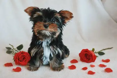 TINY Yorkie puppy. 4 Pounds full grown READY TO GO, View more