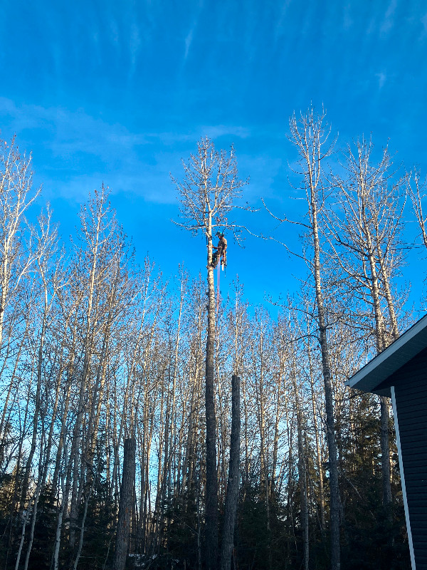Houle’s Tree Service, for all your tree needs. in Lawn, Tree Maintenance & Eavestrough in Edmonton