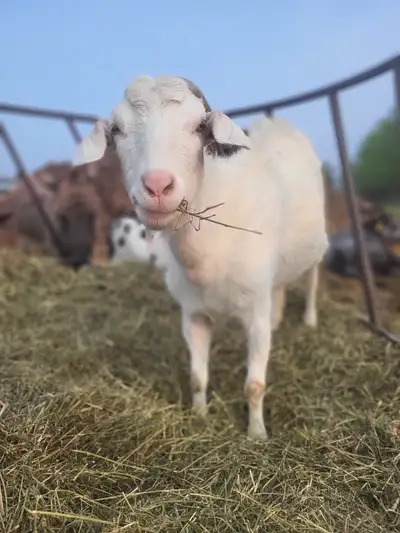 Boer cross doe available, View more
