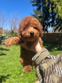 Miniture pure breed poodle