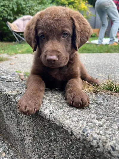 Chesapeake Bay retriever puppies, View more