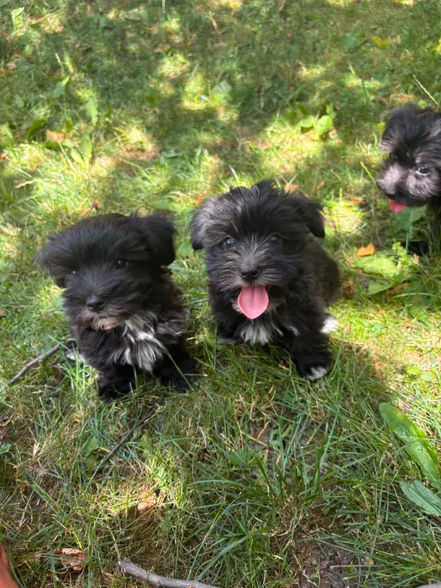 Morkie Puppies in Dogs & Puppies for Rehoming in Markham / York Region - Image 4
