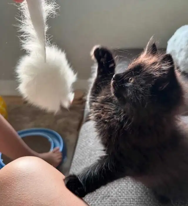 hypoallergenic Siberian kittens