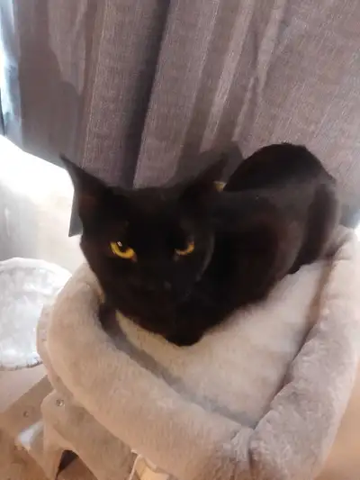 Free small Black Cat (Female 2 years old) looking for new home, View more