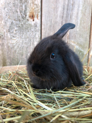 Baby Rabbits | Small Animals in Canada | Kijiji Classifieds