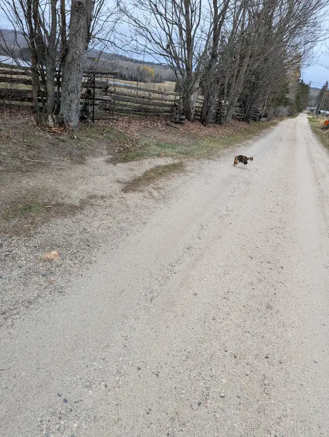 Cats for sale. in Cats & Kittens for Rehoming in North Bay - Image 7