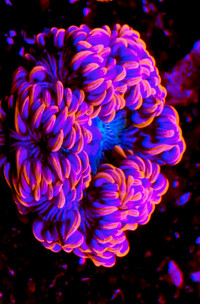 Rock Flower Anemones available 