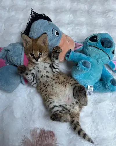 Serval Kitten Available , View more