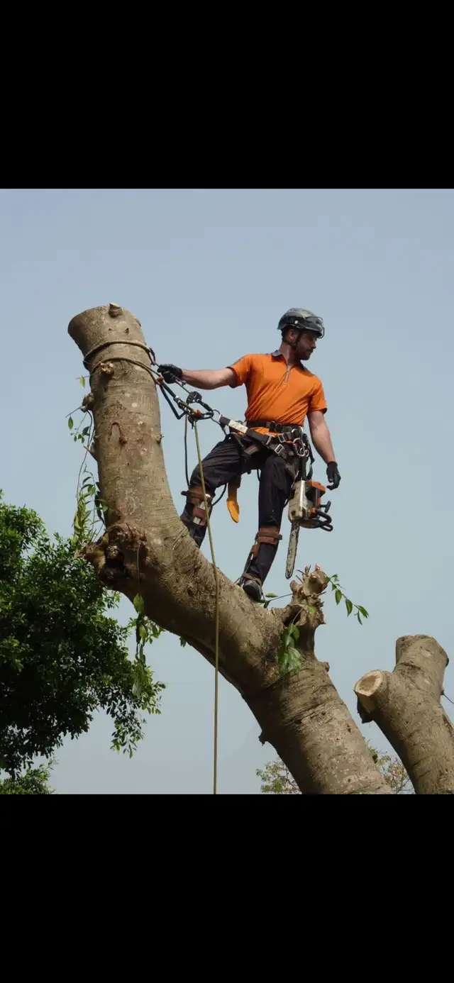 Autumn  Tree Removal