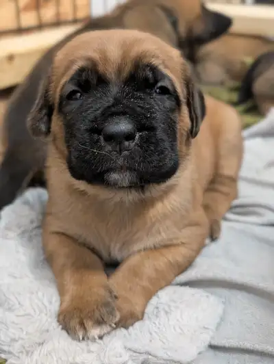 Mastiff puppy’s❤️, View more