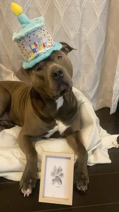 Rico is looking for a new Home, View more