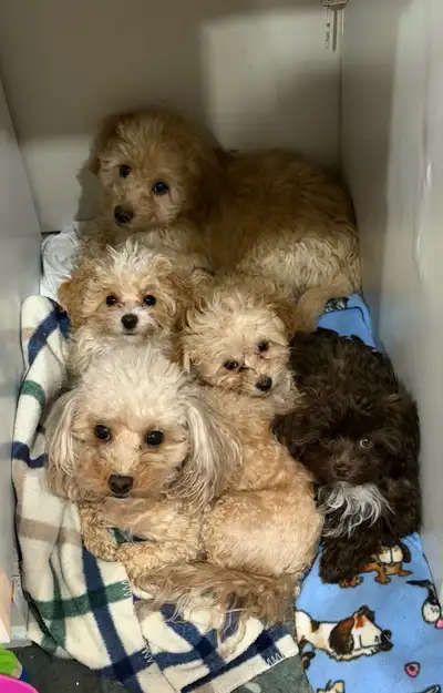 Adorable Toy Poodles , View more