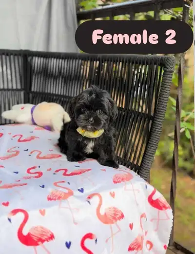 Maltipoo Puppies Available (  1 Female left), View more