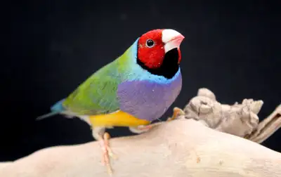 DIAMANT DE GOULD/GOULDIAN FINCH COUPLE DISPONIBLES Tous nos pinsons sont traités contre les parasite...