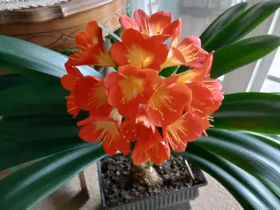 CLIVIA MINIATA - Orange Blooming Houseplant, View more